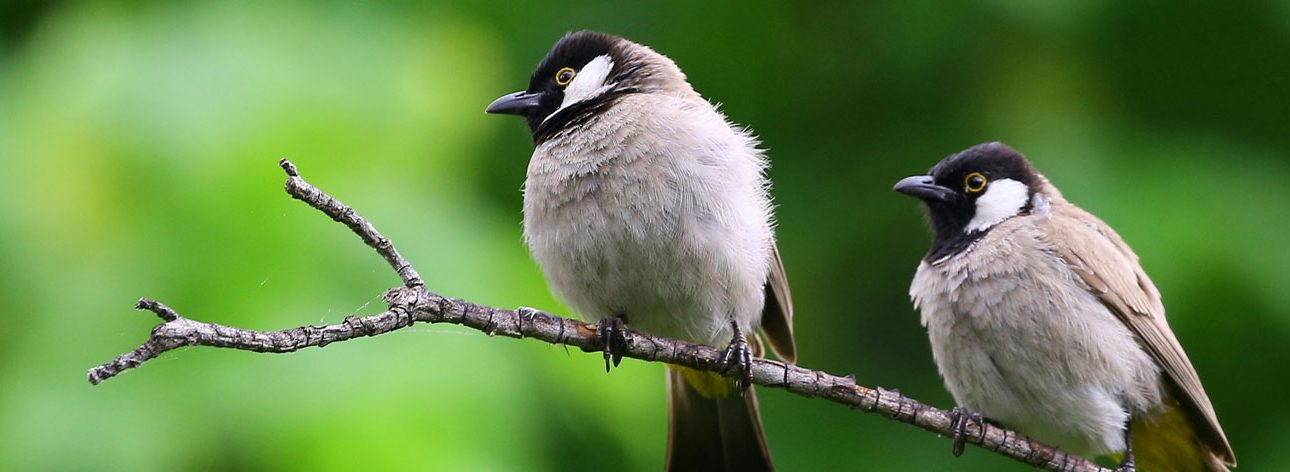 Bird Watching